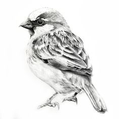 a pencil drawing of a bird sitting on a branch