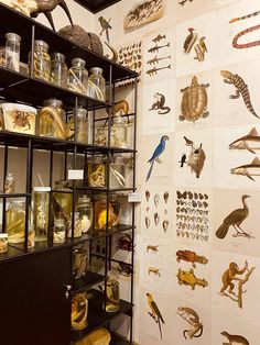 a room filled with lots of different types of animals and birds on display in glass jars