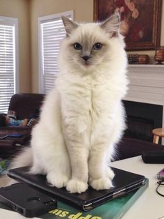 a white cat sitting on top of a laptop computer