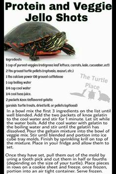 an article about the different types of turtles