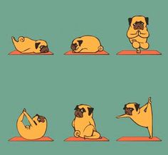 a pug doing yoga poses in different positions