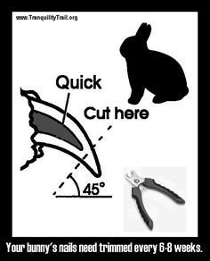 a poster with the words quick cut here and a bunny's nails need trimming every 8 - 8 weeks