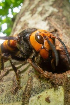 a large orange and black insect sitting on top of a tree