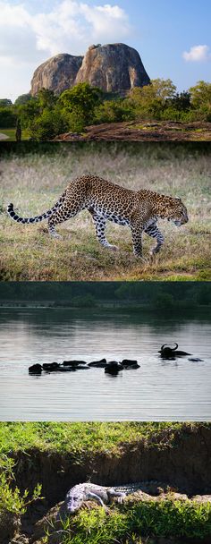 two pictures of an animal walking in the grass near water and land with mountains in the background