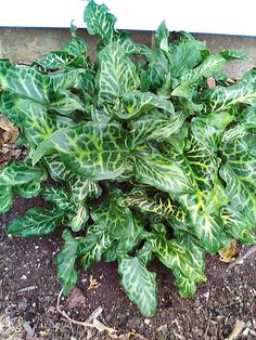 some green and white plants in the dirt