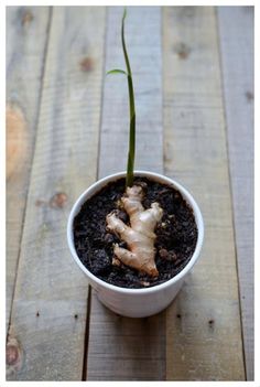 a small white cup with a plant growing out of it