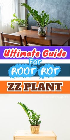 Fix Root Rot In Houseplants, Houseplant Root Rot Solutions, Preventing Root Rot In Indoor Plants, Identifying and Treating Root Rot in Houseplants, How to Save Plants from Root Rot, Managing Root Rot in Potted Plants- Root rot in ZZ plant: 5 causes, ZZ plant care, Preventing root rot in ZZ 
plant, Overwatering ZZ plant, ZZ plant soil drainage, ZZ plant root health Zz Plant Care, Zz Plants, Root Rot, Zz Plant, Health And Vitality, Plants Indoor, House Plants Indoor, The Signs, Helpful Tips