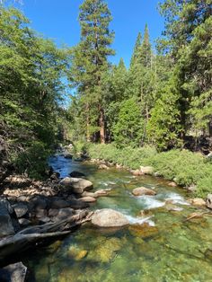 a river running through a forest filled with lots of trees