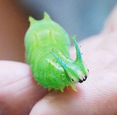 a small green bug sitting on top of a persons hand