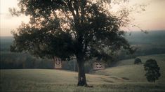 a tree in the middle of a field with two arrows pointing up at it's center