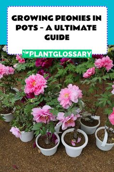 several potted plants with the words growing peonies in pots ultimate guide