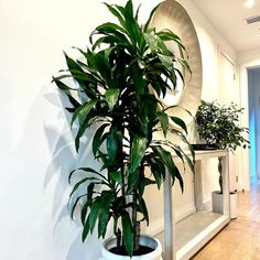 a houseplant in a white planter next to a mirror on the wall