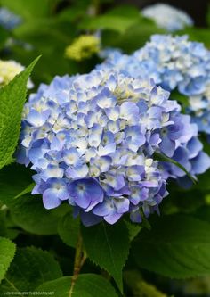 blue and white flowers with green leaves in the background