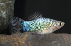 a small blue and green fish swimming on top of a black rock in an aquarium