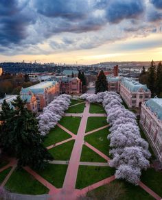 an aerial view of the campus with trees in bloom and buildings in the background at sunset