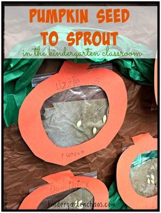 pumpkin seed to sprout in the middle of an orange and green classroom bag