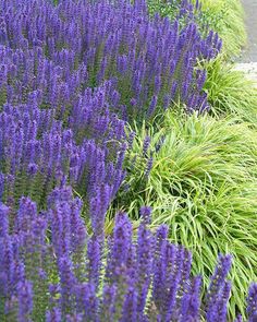 purple flowers are growing along the side of a road