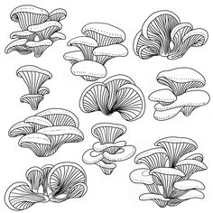 the different types of mushrooms are shown in this drawing, which shows how they look like