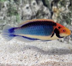 an orange, blue and black fish swimming in the water with sand on the ground