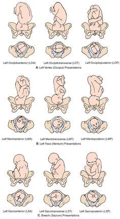 the instructions for how to sit on a baby's back with different positions and body shapes