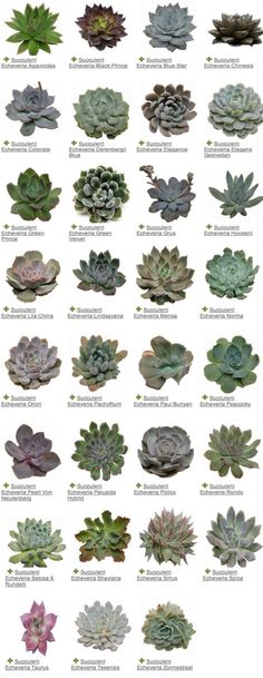 a bunch of different types of succulents