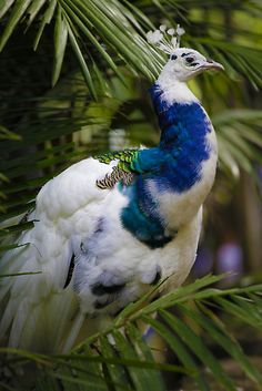 a blue and white peacock standing on top of a palm tree next to green leaves