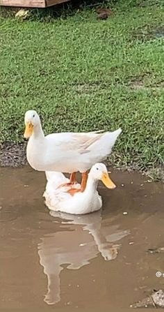 two white ducks are standing in the water near some green grass and brown puddles