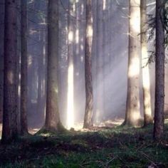 the sun shines through the trees in the forest on a foggy day,