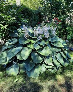 a large green plant sitting in the middle of a garden