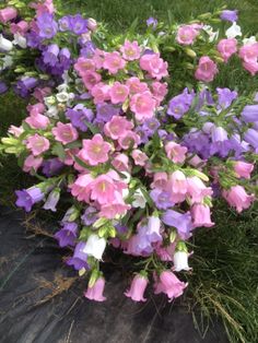 purple and white flowers are growing in the grass