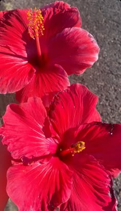 two bright red flowers are in the sun