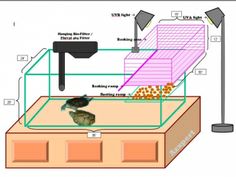 an image of a diagram of a turtle in the water with its habitat on it's back