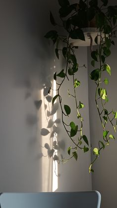 a potted plant in the corner of a room with sunlight coming through the window