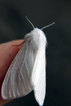 a small white moth sitting on top of a persons finger's thumb and wing