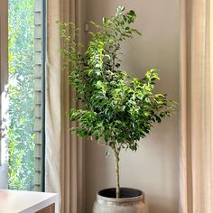 Benjamina Ficus Vine House Plants, Weeping Fig, Small House Plants, Ficus Benjamina, Privacy Trees, Air Purifying House Plants, Indoor Tree, Ficus Tree, Patio Plants