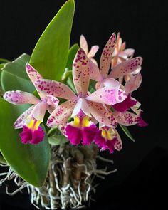 pink and yellow flowers are in a vase