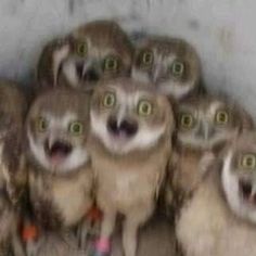 a group of owls sitting next to each other