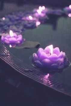 purple candles floating in water with lily pads