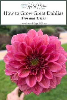 a pink flower with the words how to grow great dahlas tips and tricks on it