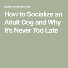 the words how to socialize an adult dog and why it's never too late