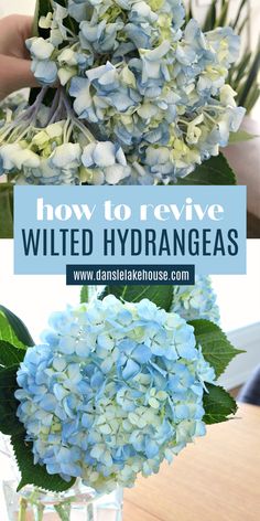 blue hydrangeas in a vase with text overlay how to revive wild hydranas