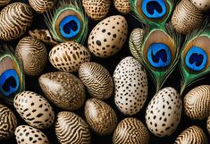 several peacock eggs with blue eyes and feathers on them, all lined up next to each other