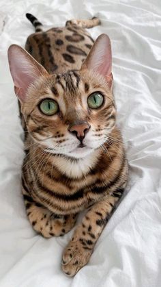 a close up of a cat laying on a bed