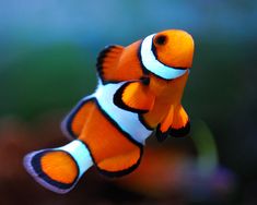 an orange and white clown fish swimming in the water