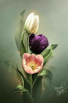 three tulips with green leaves on a white and purple background, one is pink