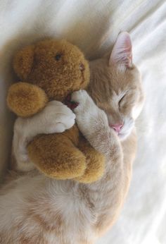 a cat is sleeping with its head on a teddy bear