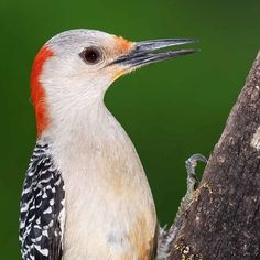 a red - bellied woodpecker perches on a tree branch in front of a green background