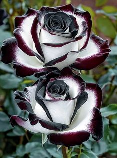 two black and white roses with green leaves