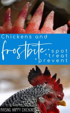 Frostbite: causes, effects, treatment and how to prevent. Pin for later. Chickens In Winter, Chickens 101, Backyard Chickens, Chickens Backyard, Flocking, Chicken, Health