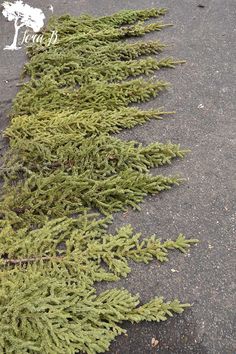 some very pretty green plants on the side of the road